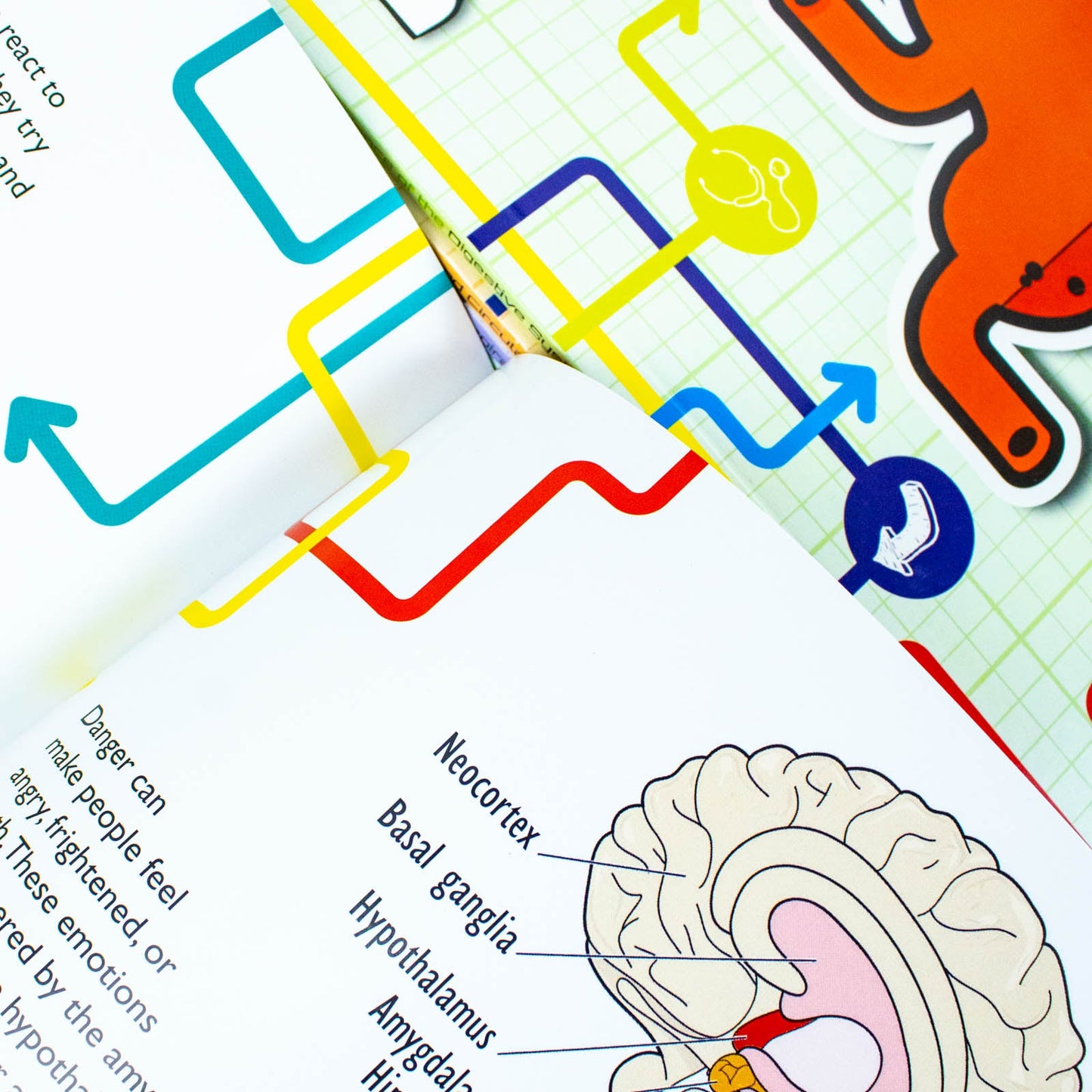 Flowchart Explorers Human Body STEM 6 Science Books Set: (Brain, Digestive, Heart, Lungs, Senses, Skeleton)